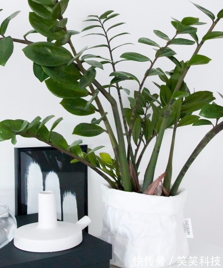 盆栽|养花10多年总结的室内养花技巧,让新手也能养好花,避免叶黄