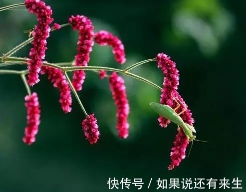 红蓼花!成束之美!难得一见!