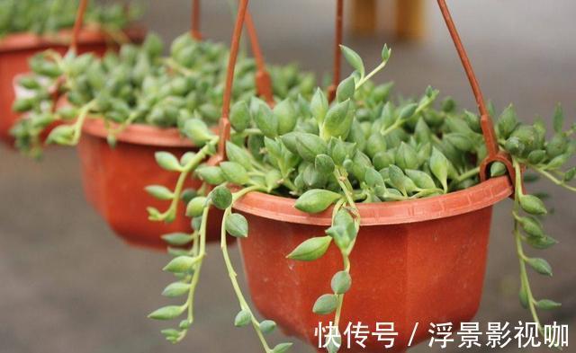 多肉植物|多肉好养却难养爆盆,掌握这几个“技巧”,养爆盆不困难