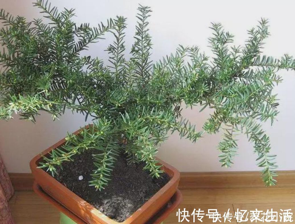 养花|养花不如养树,5种“富贵树”,摆在家里招财又旺宅