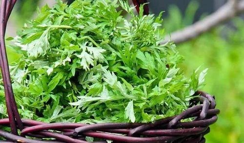 三叶芹|农村田间地头常见6种野菜,鲜美可口,营养丰富,谁吃谁“长寿”