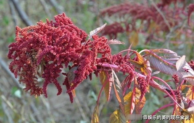 这种野草“红艳艳”，以前常被糟蹋，如今成了稀罕菜，是降压良药