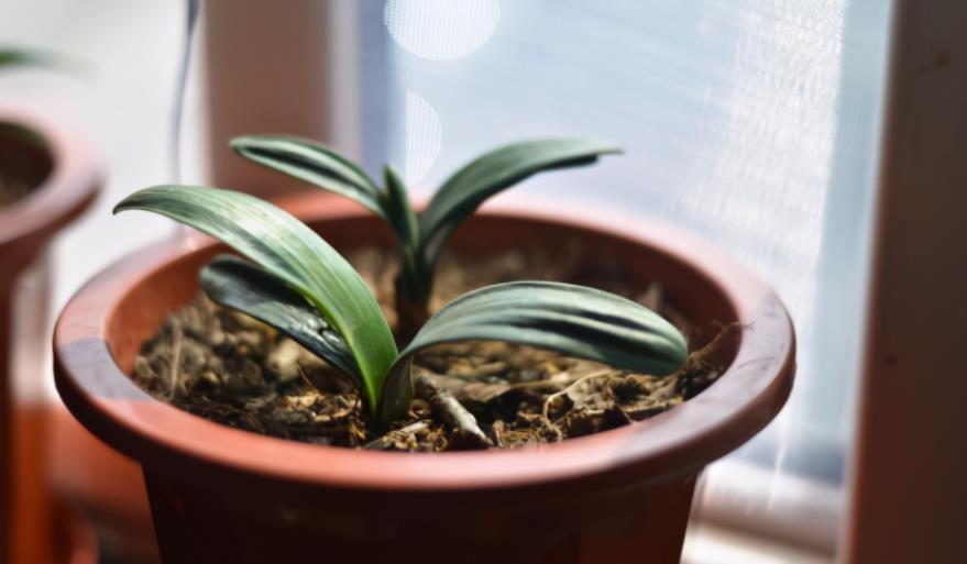 花盆|松树三宝:松果壳、松针、松树皮,拿来养花,各有妙用