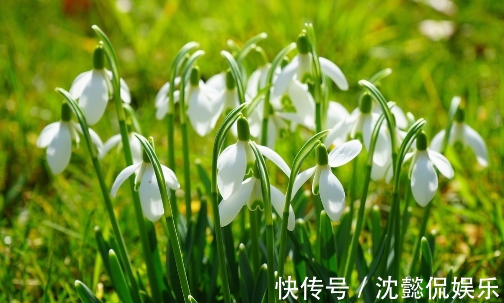 石蒜科|此花是因为一套珠宝而有了此名，它和梅花一样有着浑身傲骨