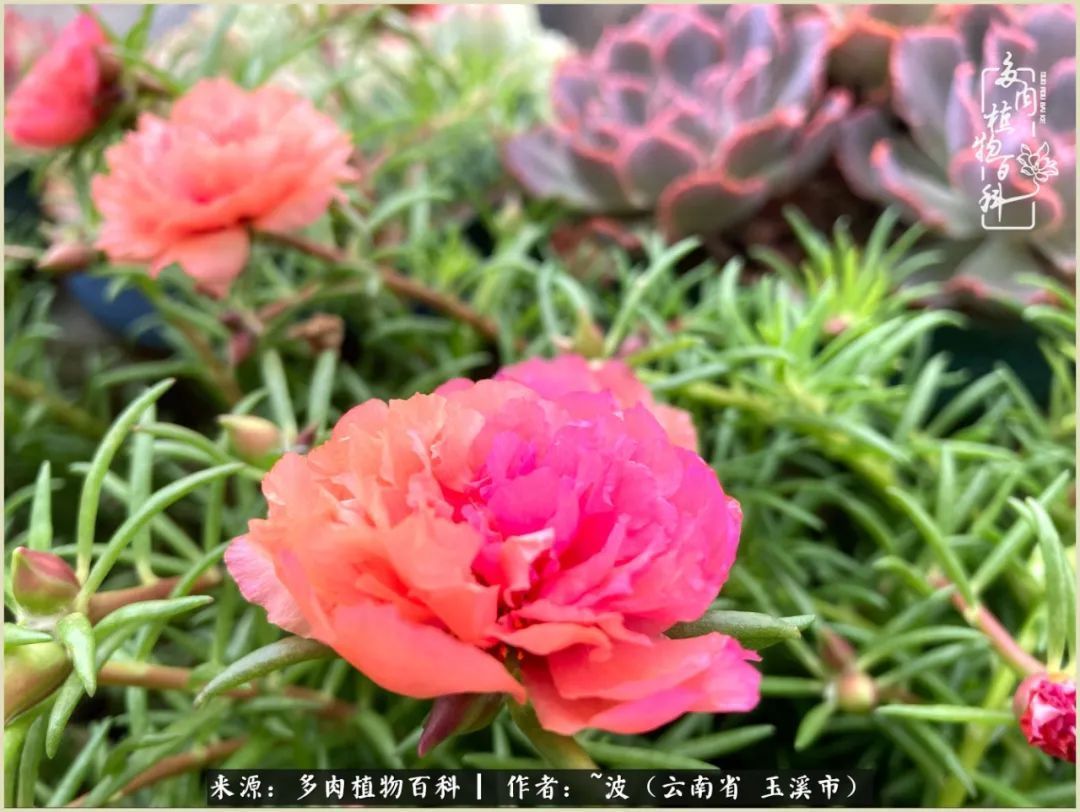 多肉|遇见即美,花事未荼蘼!种一桌子多肉,看花开花落!