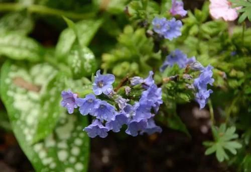 植物|极其少见的几种多年生开花植物,都是比较罕见的花卉