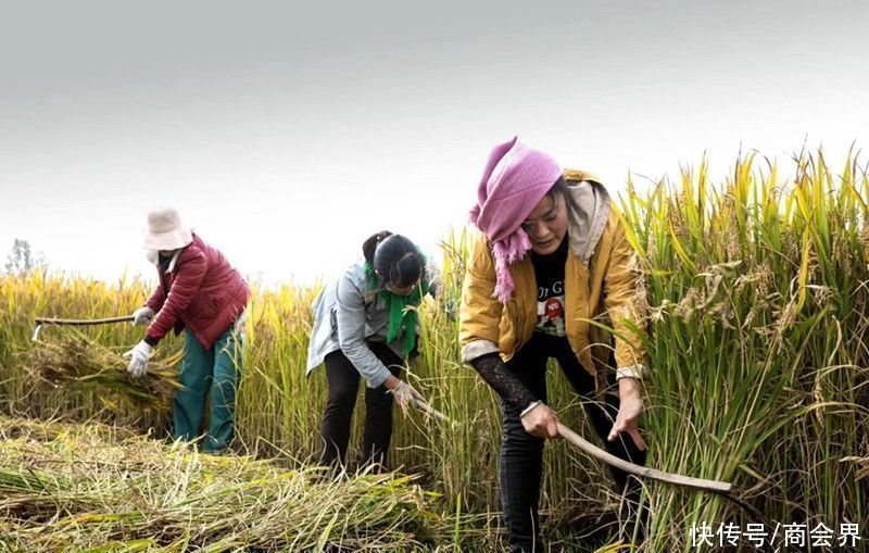  原创|黄河故事原创系列诗歌之一五二：聂庄