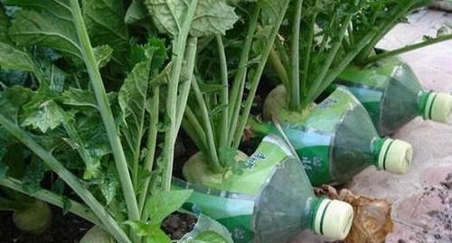 将这些“资源”变成养花利器，有趣又实用！你学会变通了吗？