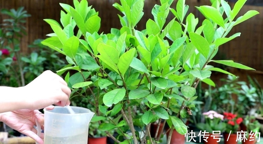 营养土|3种喜酸性的花,容易出现黄叶子,要勤浇“酸水”