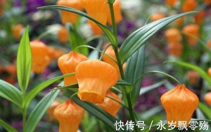 宫灯|4种花像“小灯笼”，挂在枝头很喜庆，它们很好养！而且花期长