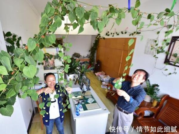 “一棵绿萝七个鬼”,说的是啥意思难道家里养绿萝不吉利