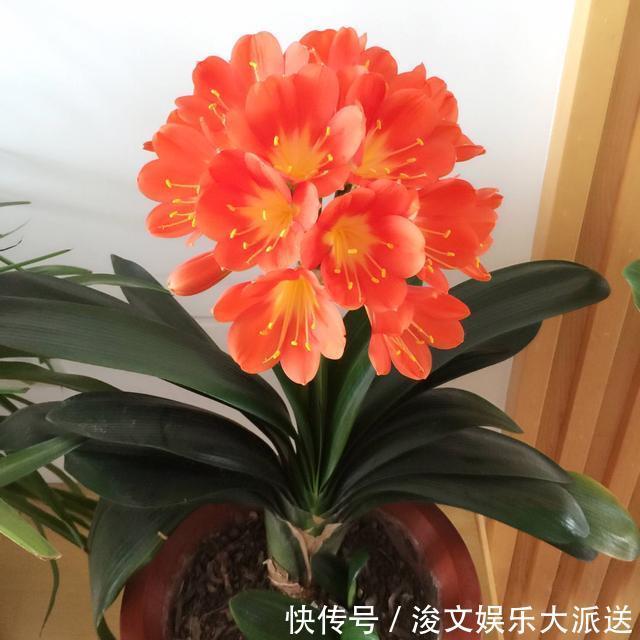 虎皮兰|这“5种肥”，家里都有，撒一把在盆里，花长得旺、开花特别多
