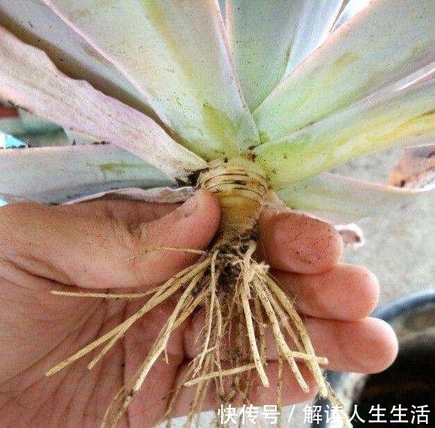多肉植物换盆别忘了做1件事,服盆快,侧芽多,长势比不做要好!