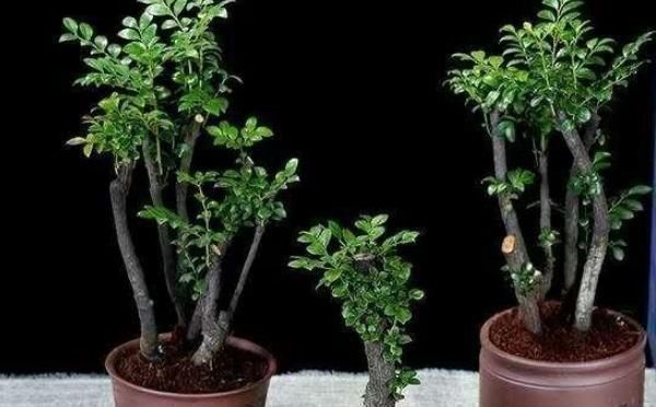 观赏价值|堪称我国最好养的盆景,不仅比牡丹大气,而且美观寓意好