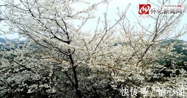 万树樱花白雪飘|麻阳：连绵青山上 野樱花如雪绽放