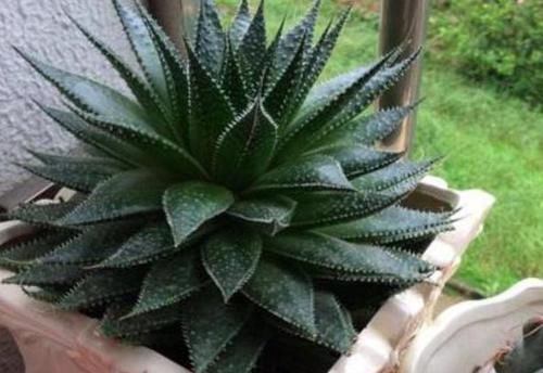 年轻人养花讲究实用,当首选芦荟,盆栽注意4点越养越上瘾