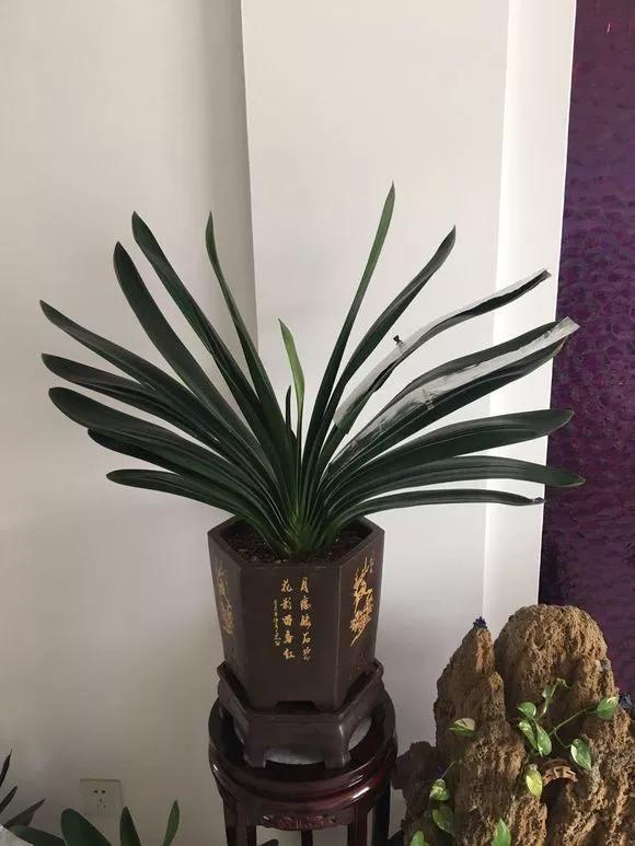 氮肥|君子兰长得太慢学几招,叶子猛长花开不断,美翻天!