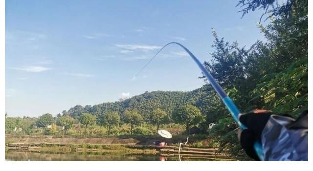 野生大草鱼太狡猾，不肯吃商品饵，唯独这种传统钓法才好使！