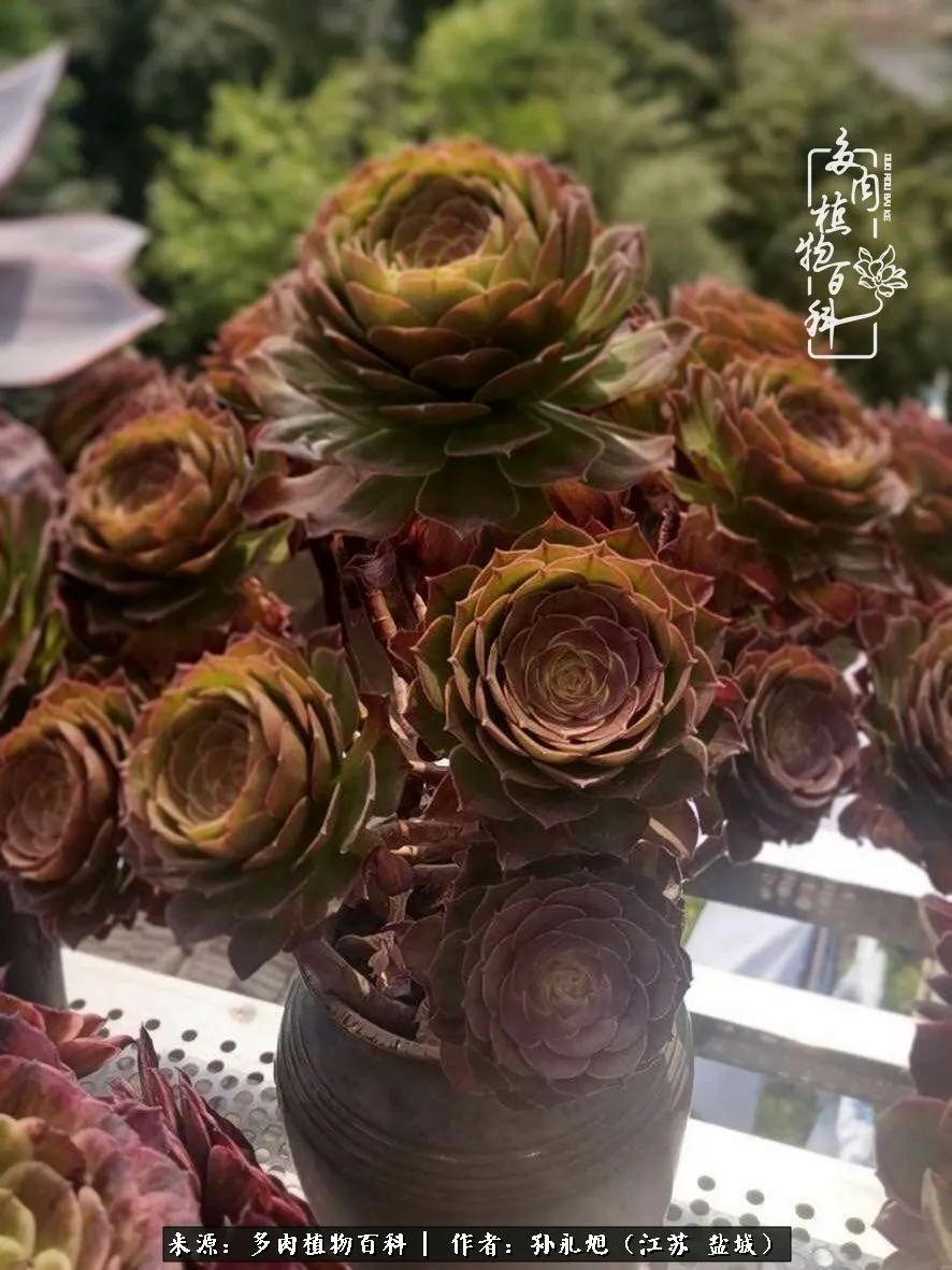 养多肉三年多九万里悟道，终归诗酒田园！