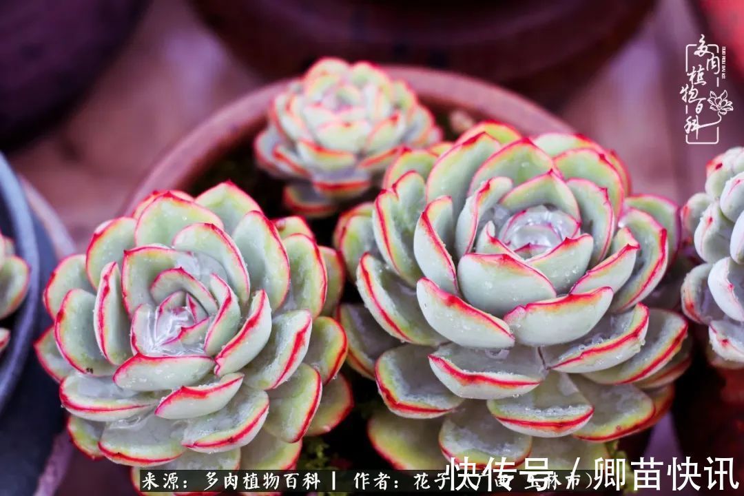 为了爱情来到陌生城市,偶遇多肉,地老天荒的爱恋!