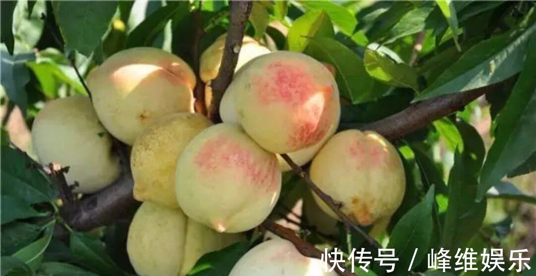 色斑|每天吃一个,皱纹没了,色斑少了,婴儿般的皮肤回来了