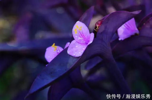 这3种吊兰千万别这么养,不然疯长爆芽,控制不住!