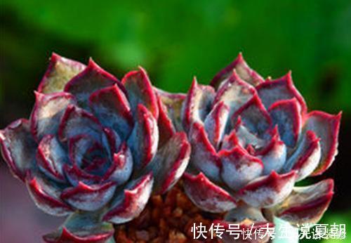 “混血”多肉美极了,皮实颜值高,养护更简单,养几棵真过瘾