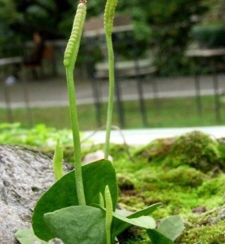 种植物|此物俗称“一支箭”,是极品中药,一斤能卖600元,可惜少有人懂