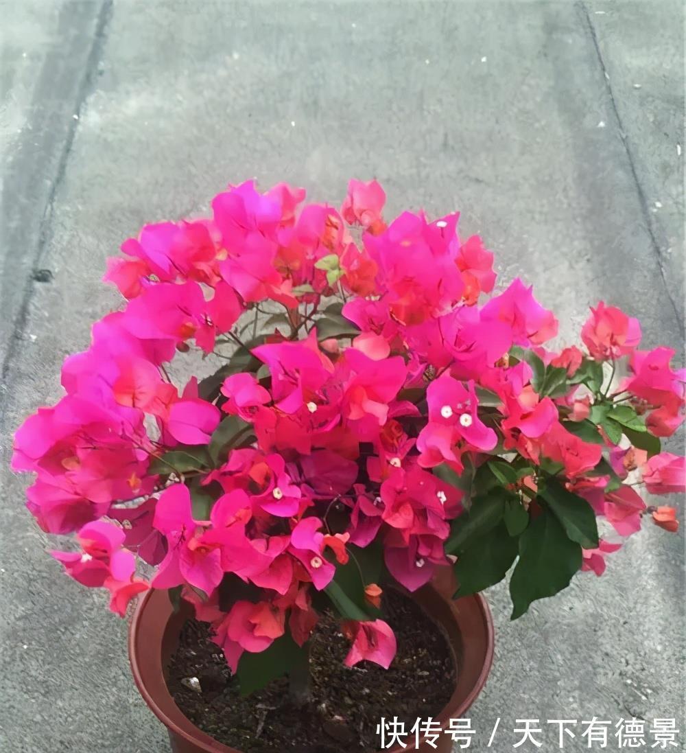 养花|新手养花，有这3款足矣，皮实好养省心，多季节有花赏