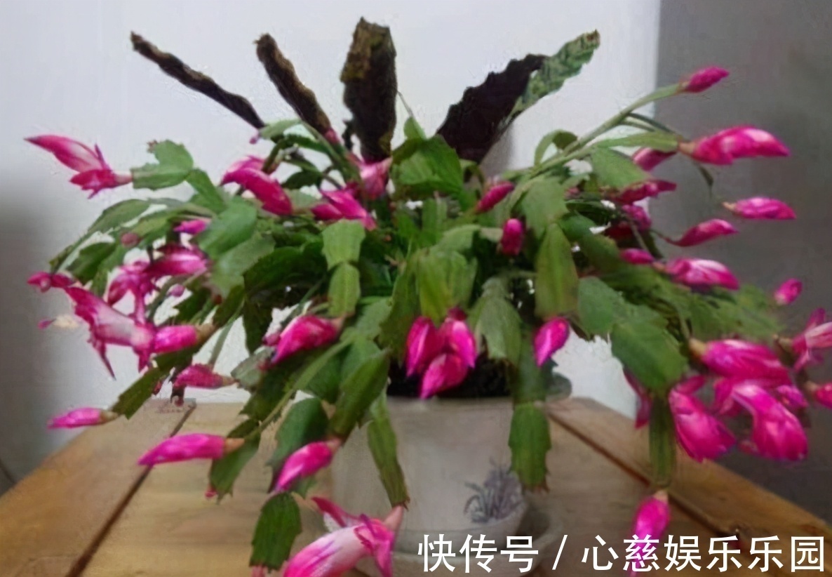 养自根蟹爪兰,常见问题有“5个”,知道原因,自己就能解决