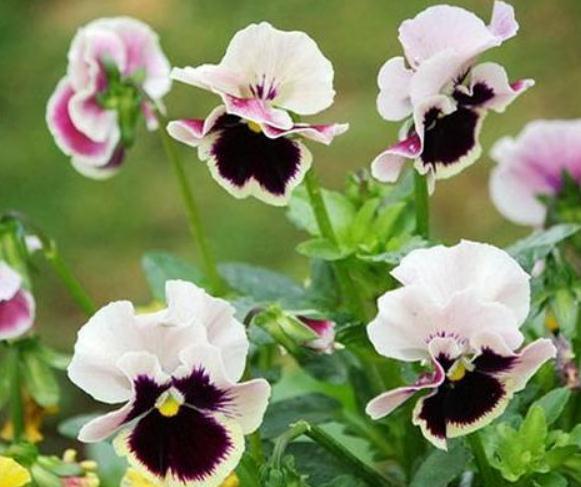 新手一养花就死试试这“3种”，几块钱养一盆，放角落也能爆花