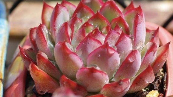 开春养多肉,5种多肉,适合新手养护,白菜价格,便宜好养