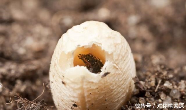 米袋|米袋里为何会凭空出现虫子,你吃的每碗饭里,都可能有他们的痕迹