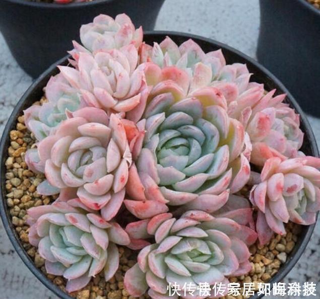 5种自带体香的多肉植物,阳台养一盆,香喷喷