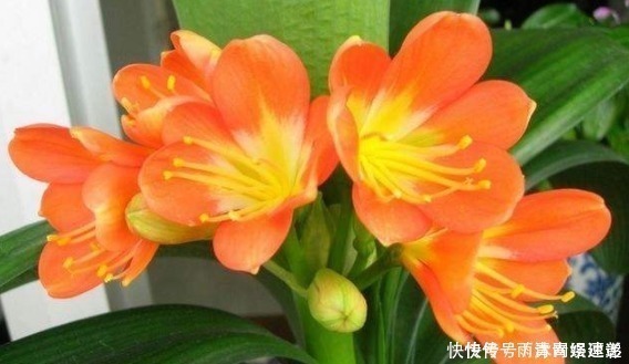 君子兰喜肥|懂花的人只养“3种花”，有“旺财”的寓意，摆在客厅最合适！