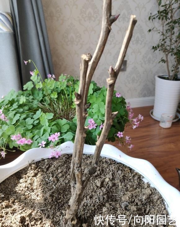 牡丹，芍药不开花，是你种错了，到了秋天，挖出来重新种一遍