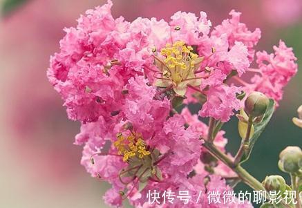 疑露堂前紫薇花两株,每自五月盛开,九月乃@谁说花无百日红,紫薇,从诗词里走出来