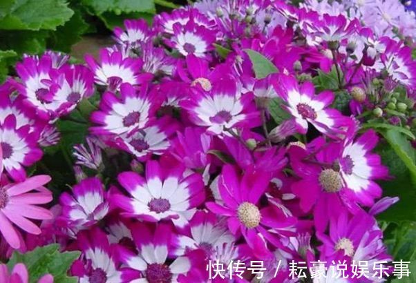 香草|喜欢养菊，首选“精品菊花”富贵菊，花开艳丽多姿，寓意美好