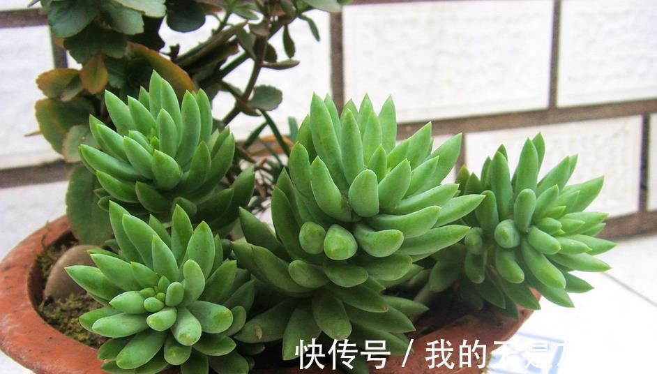 光照|养多肉千佛手，砍头繁殖简单，叶插成活率高，适合新人练手
