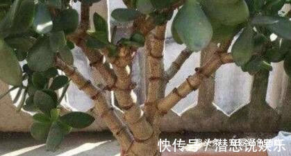居家养棵树，旺财又福寿，1月不浇水，也能长，还越养越“值钱”