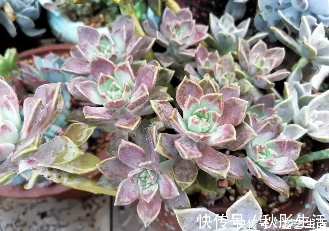 最耐晒的8种多肉,夏天照样疯长不停,呼呼窜成小瀑布