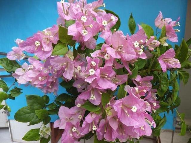 补充水分|这花名叫“百变小樱”,开起花来“不管不顾”,叶子都不长了!