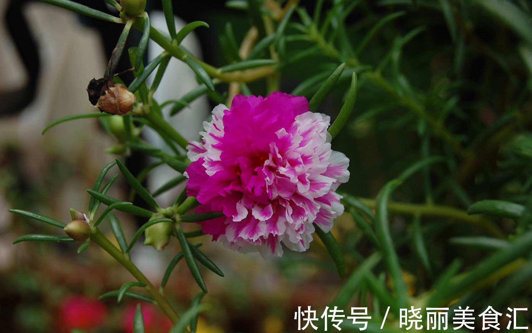 路边看到这三种花，掐根枝条回家，蹭蹭生根冒芽，花开小半年