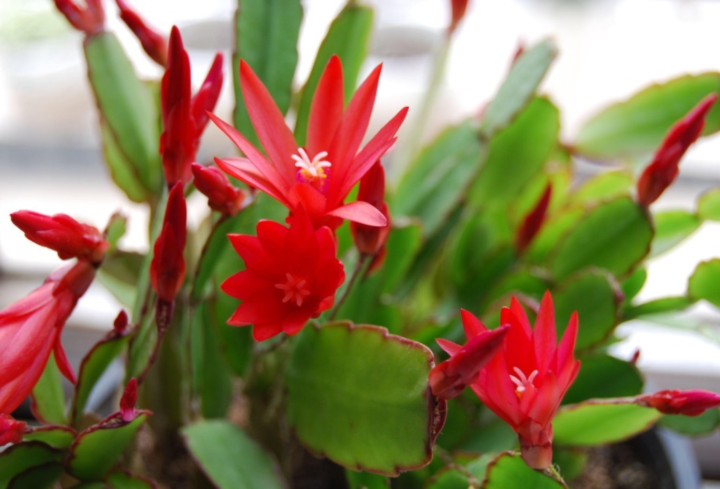 花钱买蟹爪兰傻，有点经验的人靠叶插，一下子育出多盆