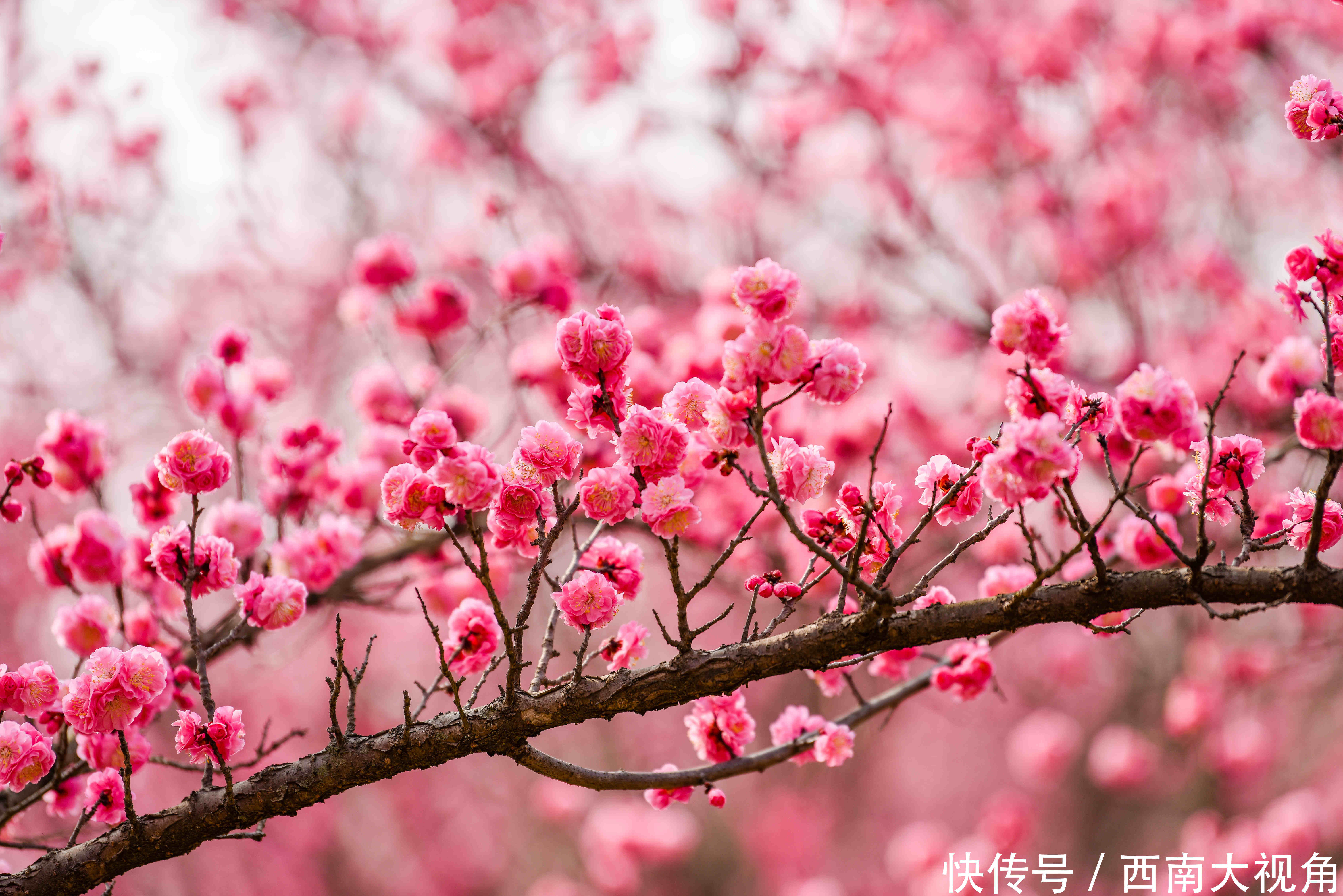 大年初一,秀丽东方风景如画、游人如织 再次提醒大家,请一定要提前一天转发和预约哦
