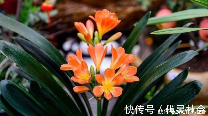 叶片|养君子兰有“三不放”，这是前提条件，能让君子兰叶子油亮整齐