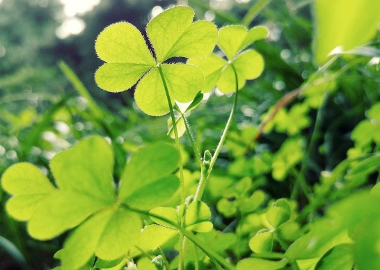 露珠草|农村田野里的四种野菜,美容养颜降低血压,爱养生的不妨了解下