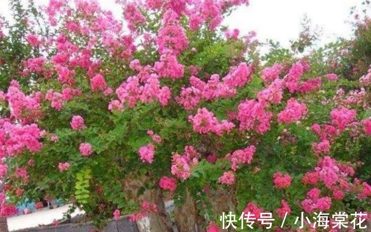 种花人|养花试试这几款，花开繁盛花香怡人，层层交叠，烂漫迷人眼