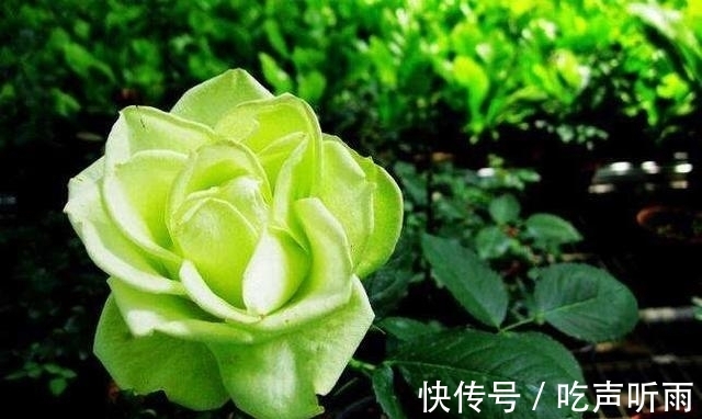 金牛座|这4大星座号称“桃花王”，8月不仅运势爱情高涨，福星也会关照