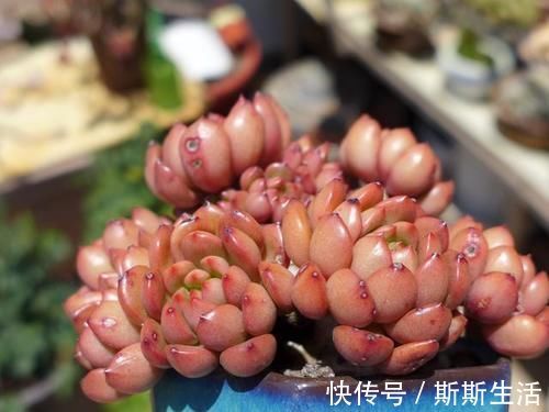 封闭阳台养什么多肉最合适，老花友诚心推荐这12款，省心又漂亮